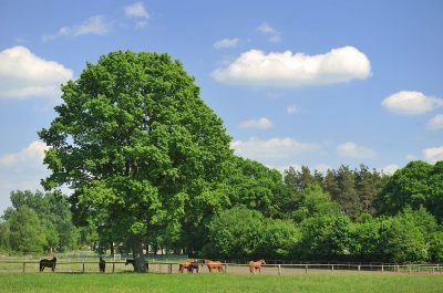 Werbeaufnahmen Serumwerk Memsen für die Wirtschaftsgenossenschaft deutscher Tierärzte Daniel Möller Fotograf Hannover