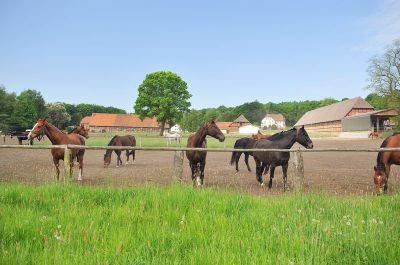 Werbeaufnahmen Serumwerk Memsen für die Wirtschaftsgenossenschaft deutscher Tierärzte Daniel Möller Fotograf Hannover