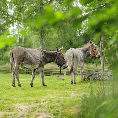 Imageaufnahmen Dörnthaler Ölmühle Pfaffroda von Fotograf Daniel Möller Hannover