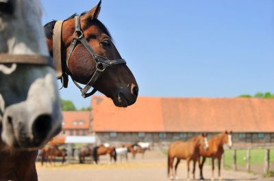 Werbeaufnahmen Serumwerk Memsen für die Wirtschaftsgenossenschaft deutscher Tierärzte Daniel Möller Fotograf Hannover