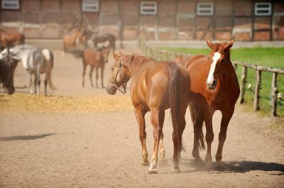 Werbeaufnahmen Serumwerk Memsen für die Wirtschaftsgenossenschaft deutscher Tierärzte Daniel Möller Fotograf Hannover