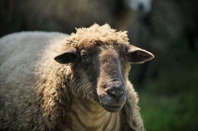 Werbeaufnahmen Serumwerk Memsen für die Wirtschaftsgenossenschaft deutscher Tierärzte Daniel Möller Fotograf Hannover